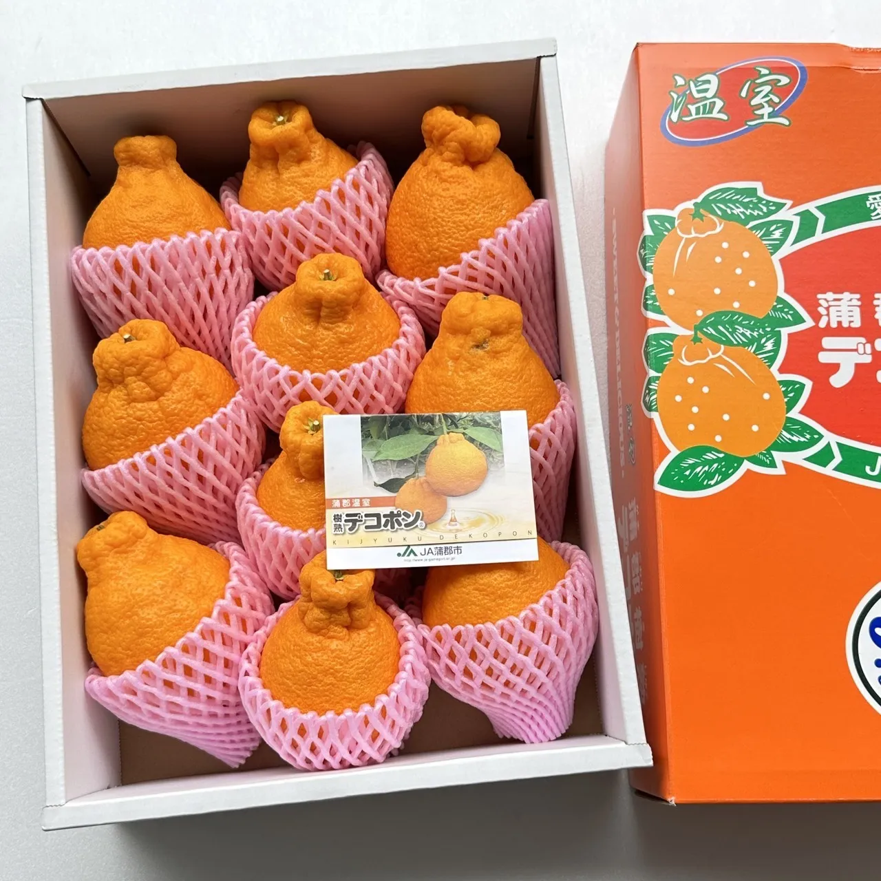 愛知縣不知火凸柑