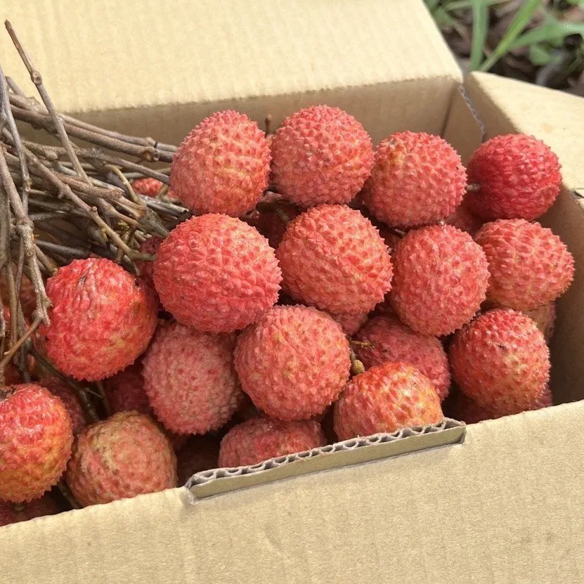頂級糯米荔枝