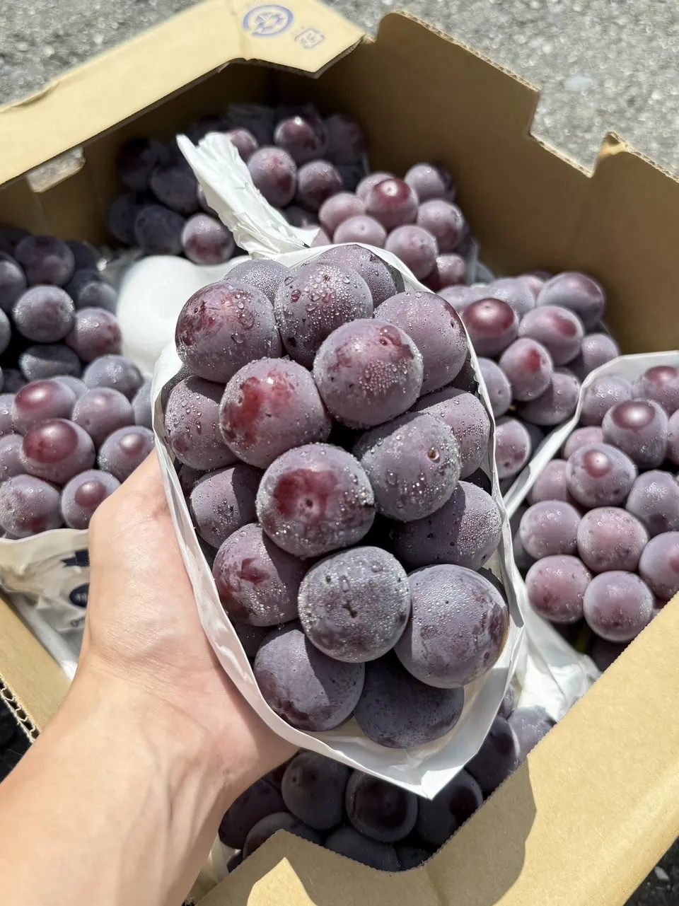 山梨縣 貓眼葡萄