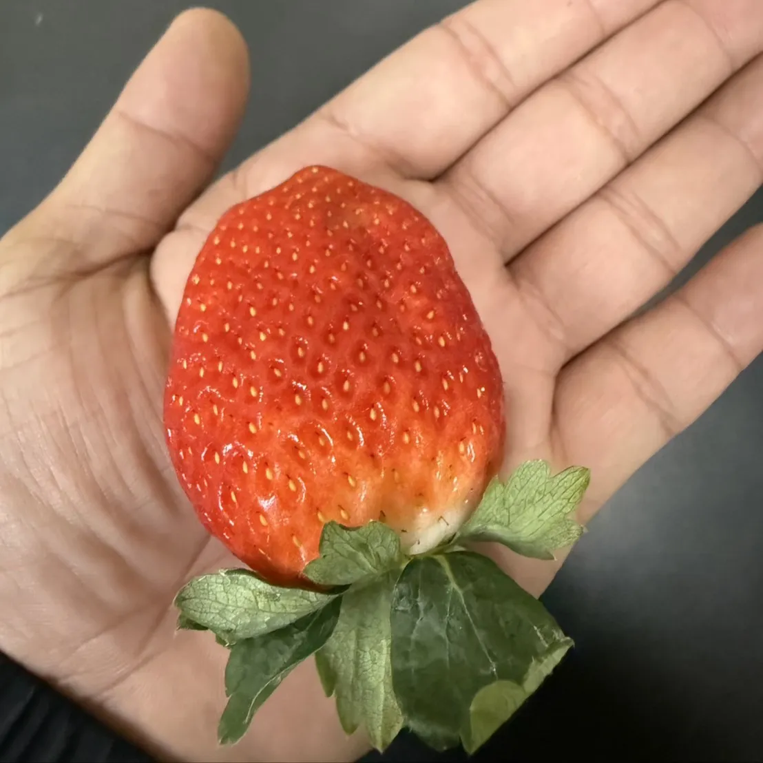 日本栃木縣愛香草莓