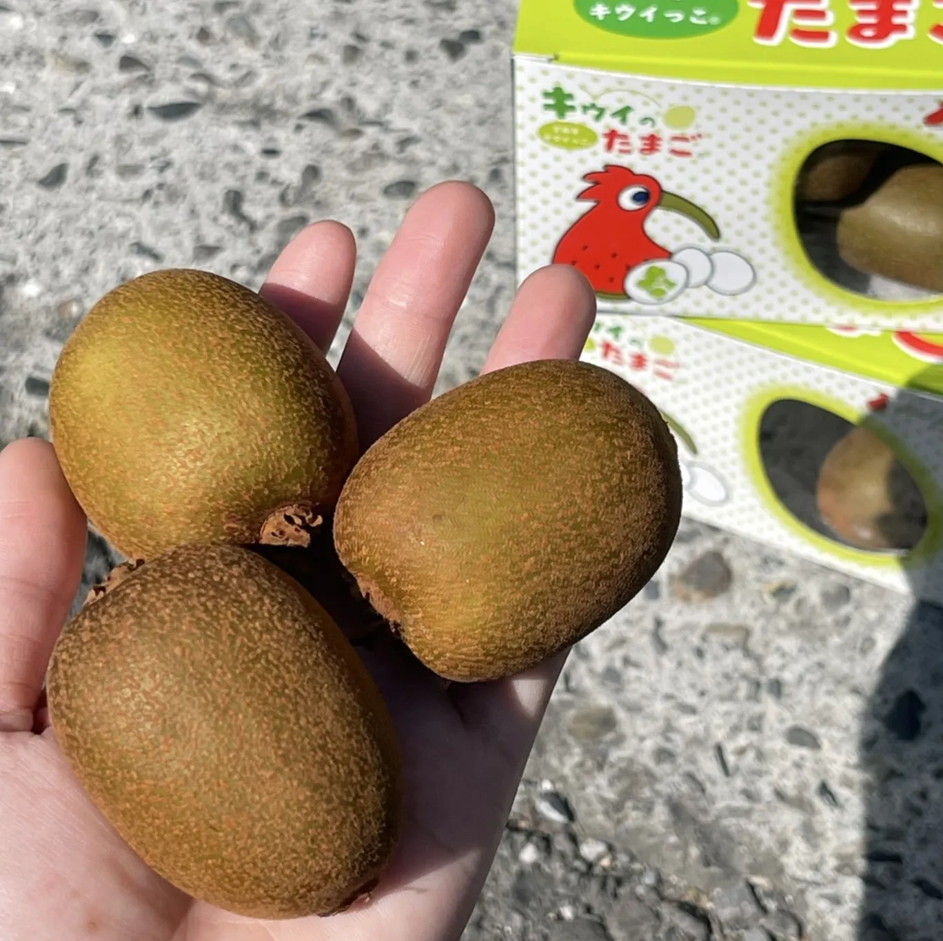 日本香川縣 綠肉奇異果