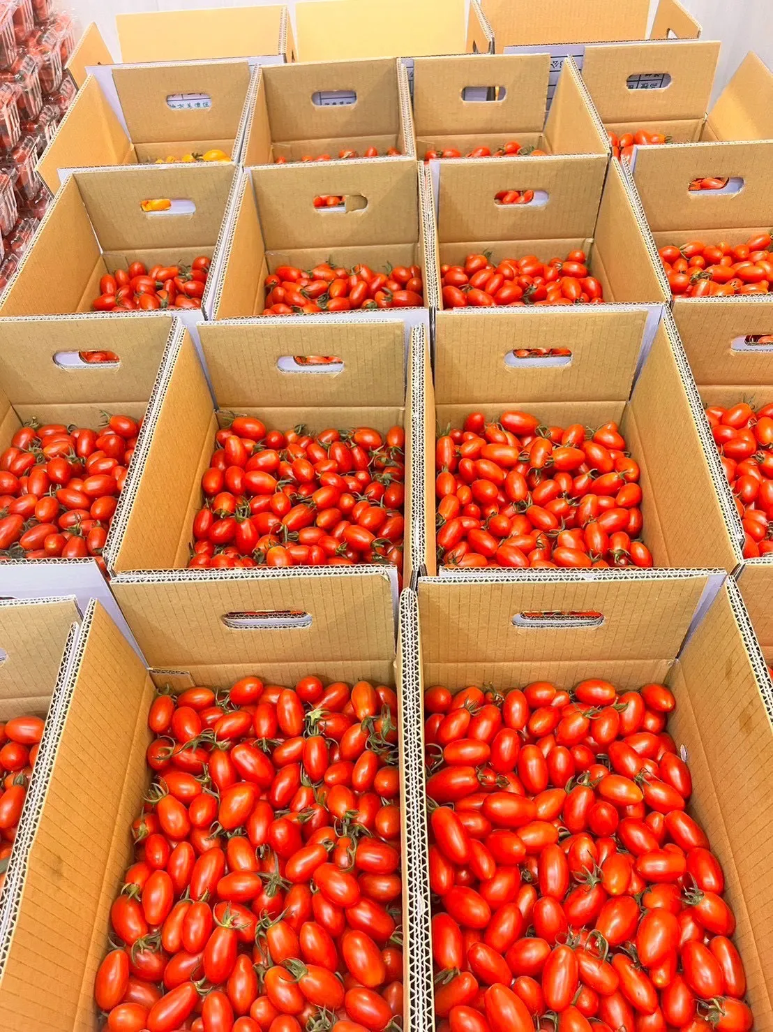 超好吃美濃產 金螢/玉女小蕃茄