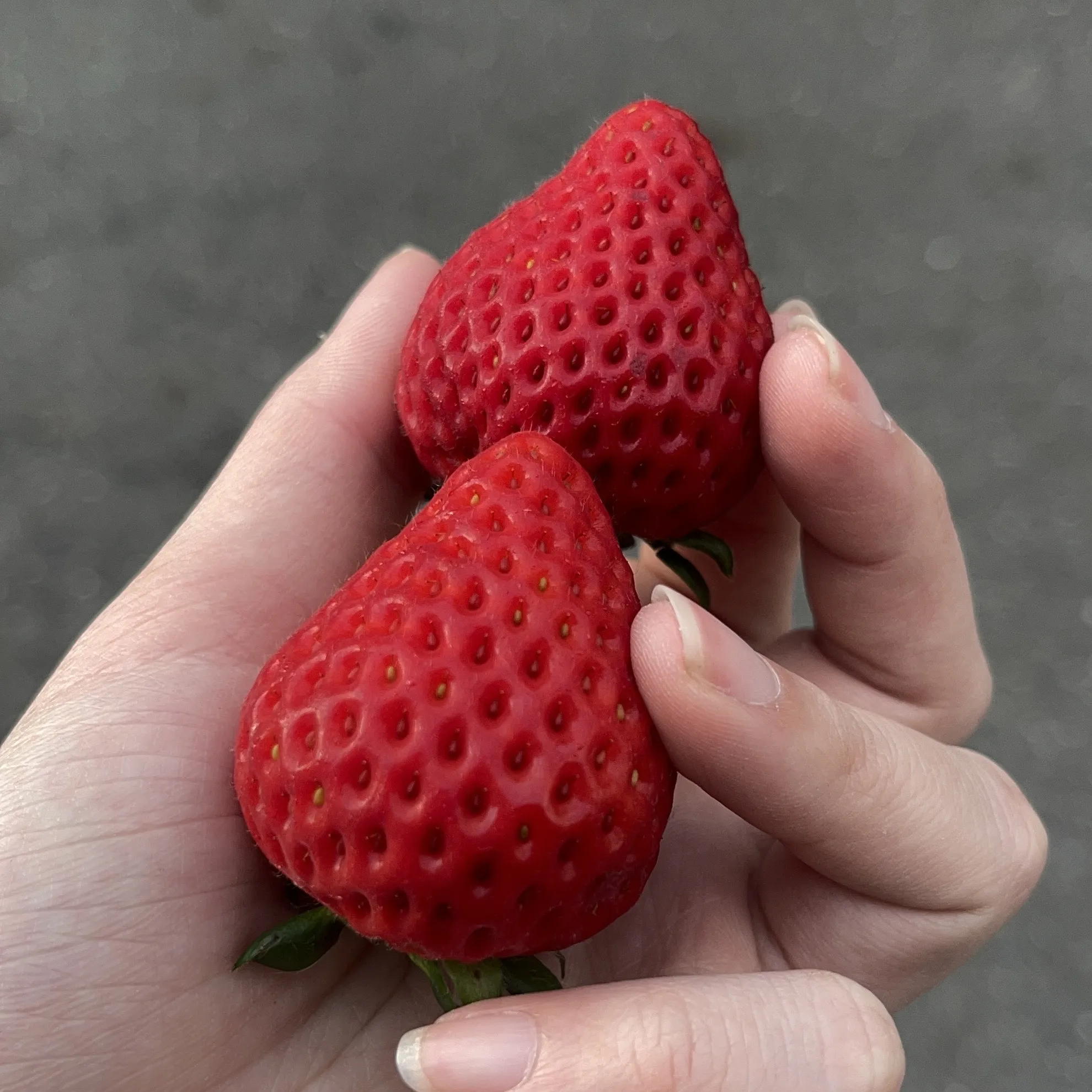 日本埼玉縣甘霖草莓