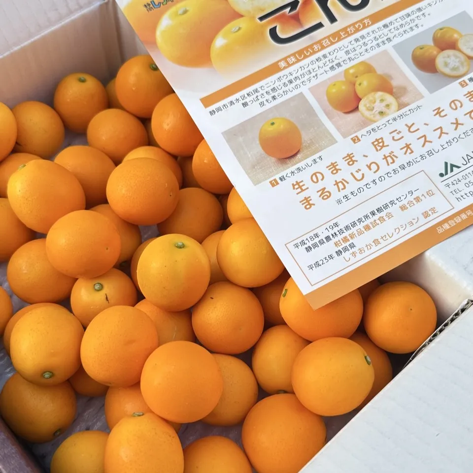  日本靜岡超甜金桔
