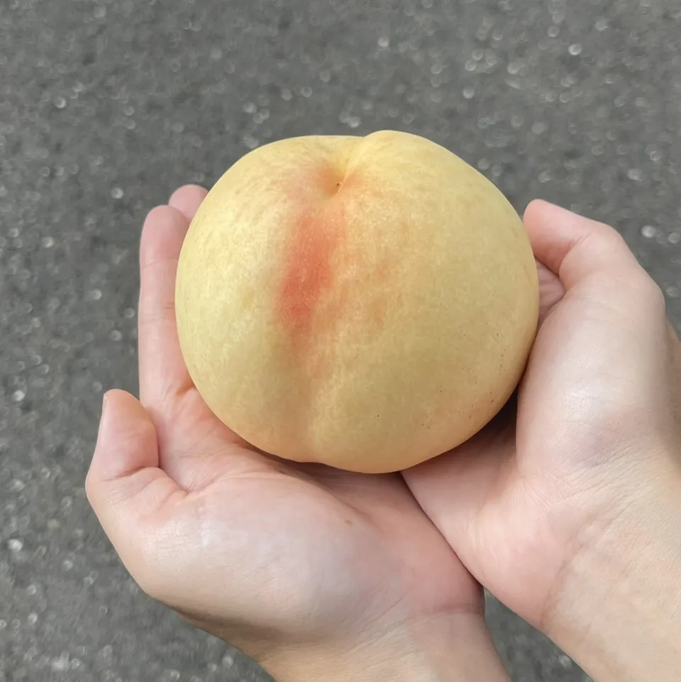 日本岡山縣清水白桃