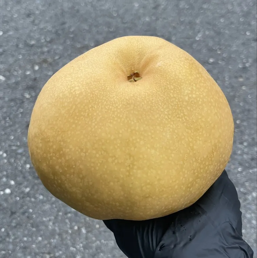 后里巨無霸寶島甘露梨
