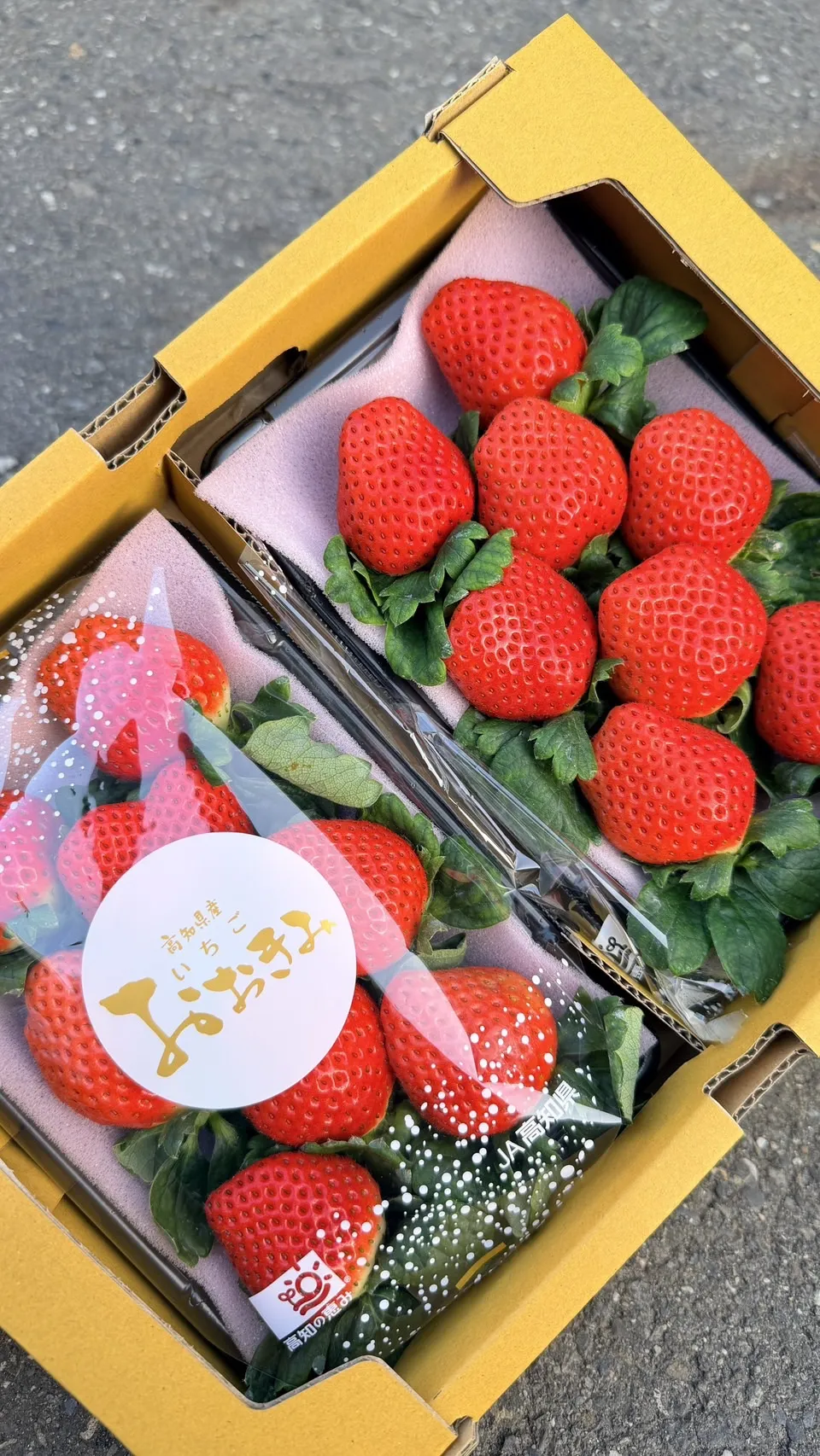 高知縣 大妃美草莓