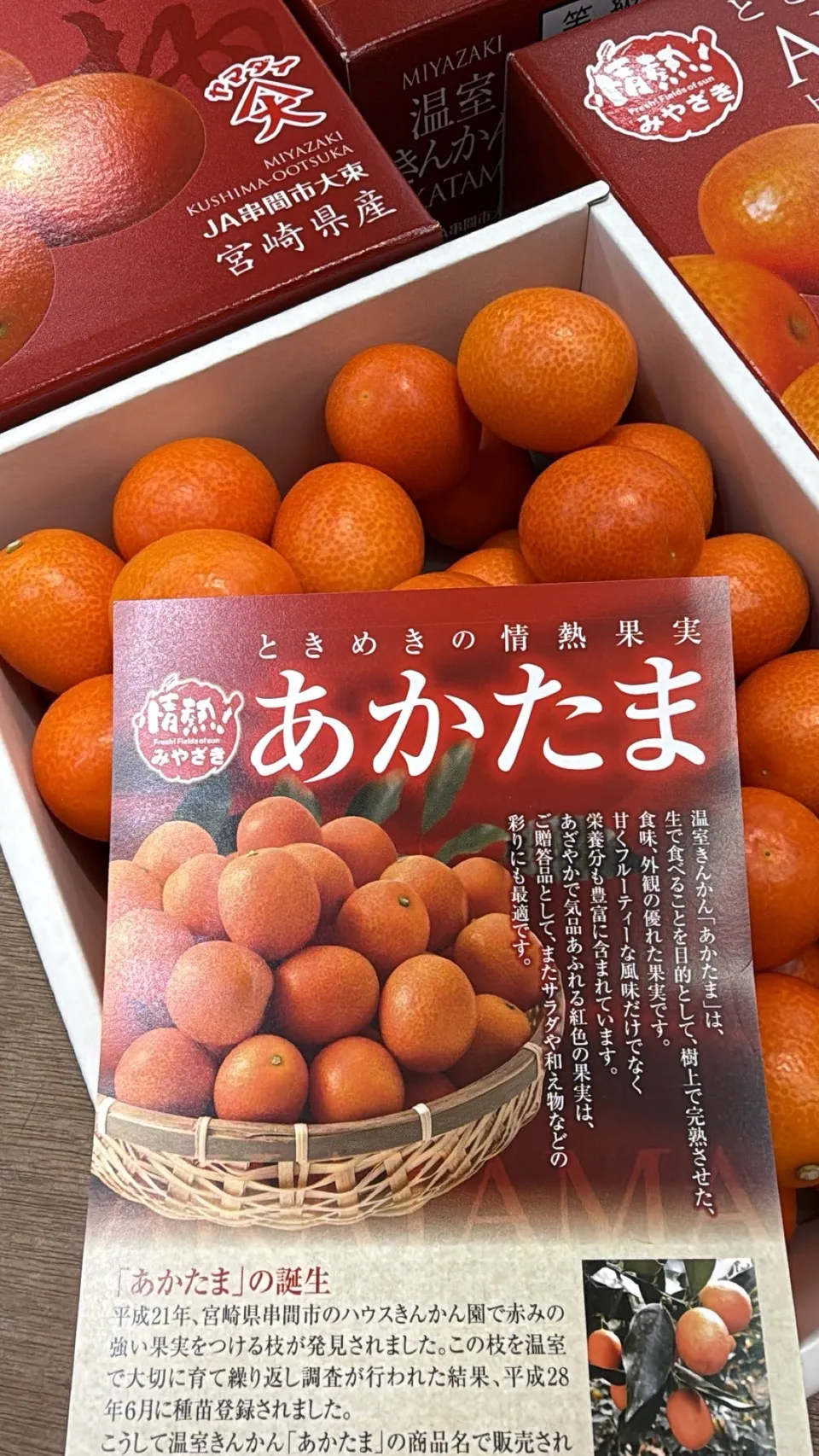 日本 宮崎縣赤金柑禮盒