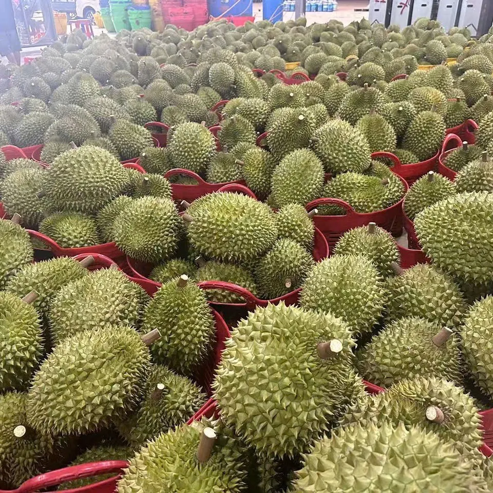 越南頂級(A-B果)干堯(小貓山王)