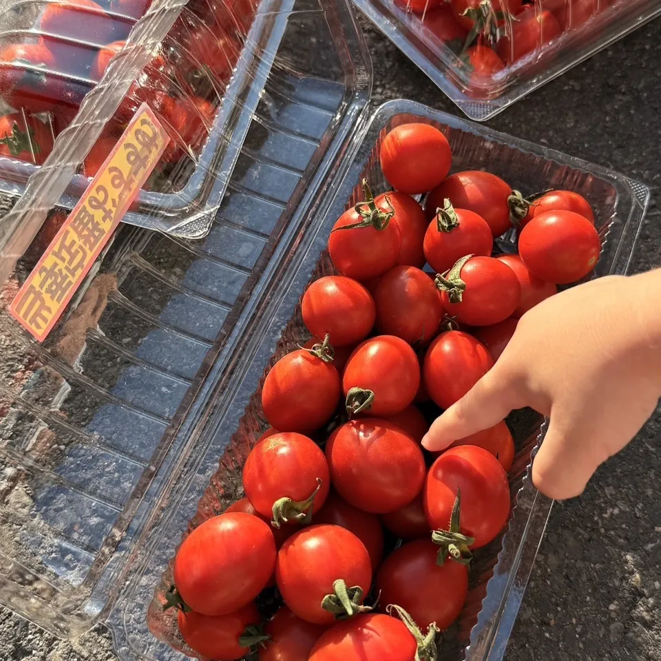 台灣薄皮玉女小番茄