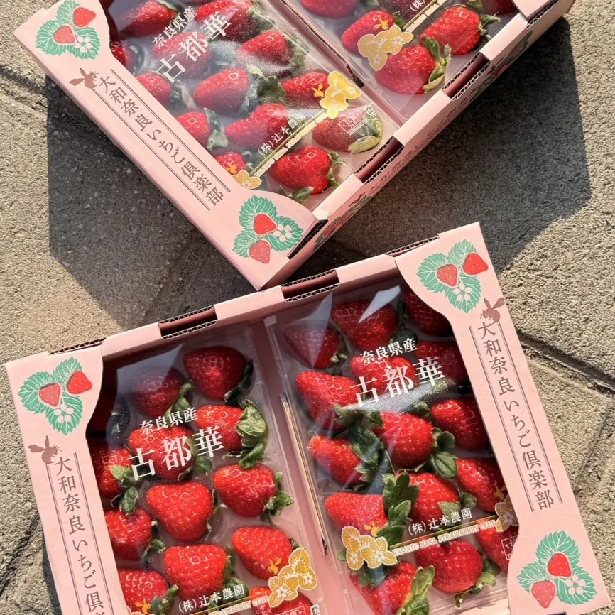 日本 古都華草莓