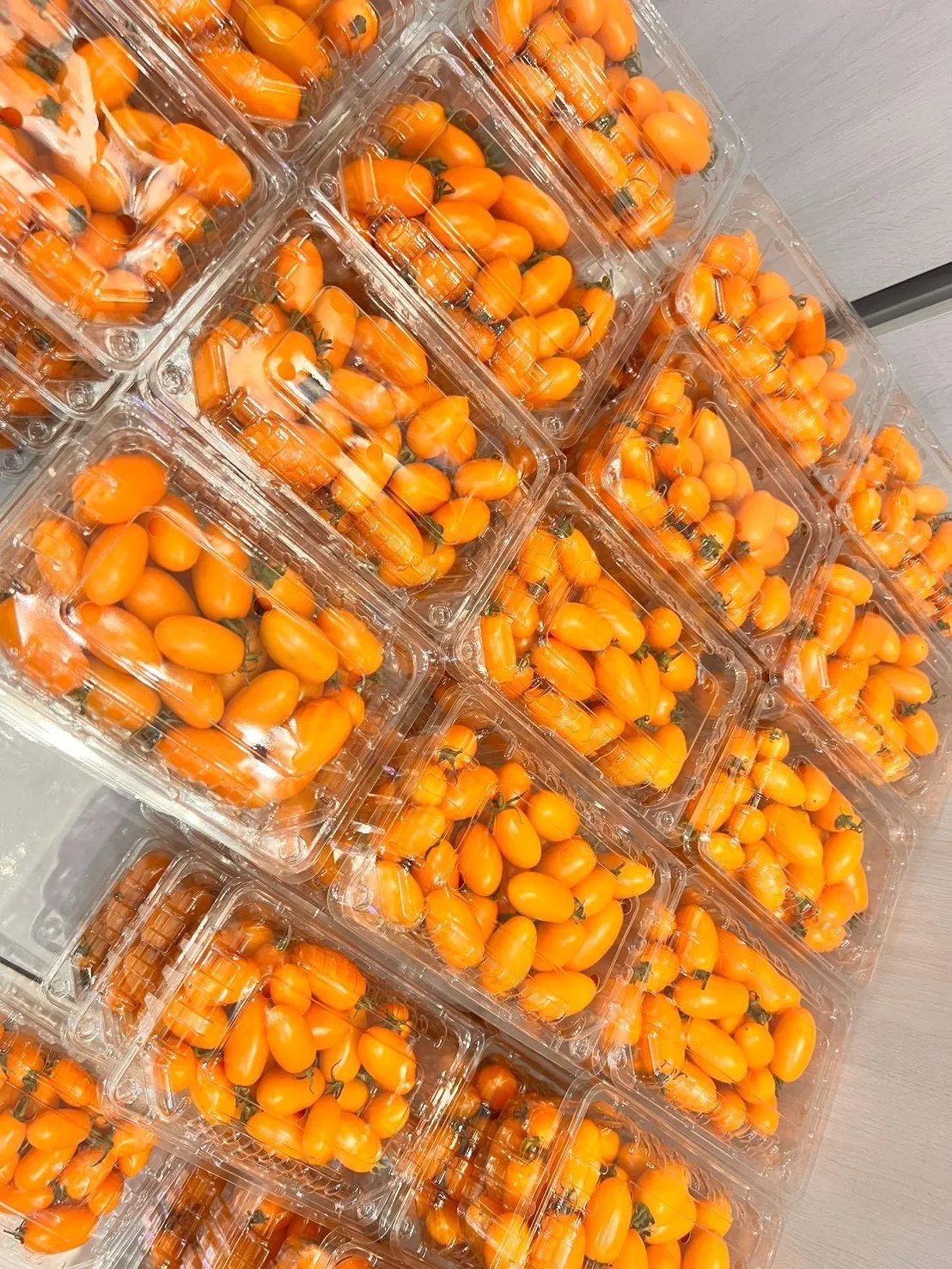 超好吃美濃產 金螢/玉女小蕃茄