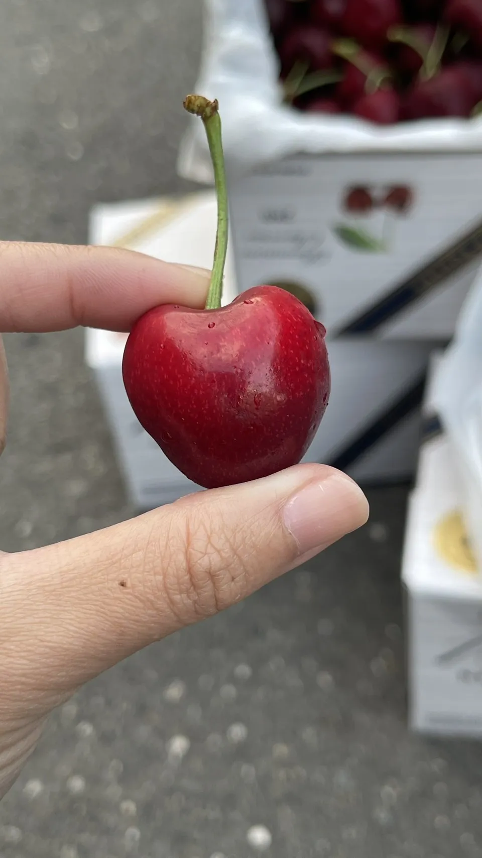 紐西蘭 1885空運櫻桃