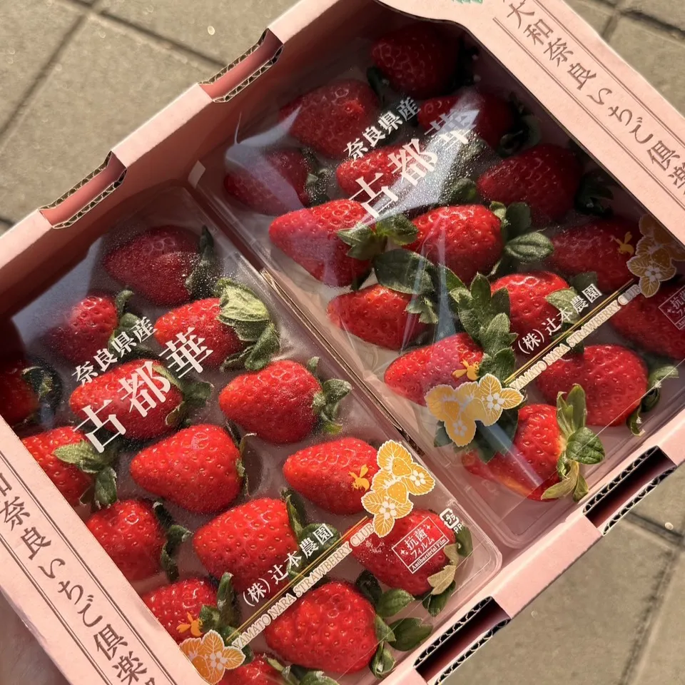 日本 古都華草莓