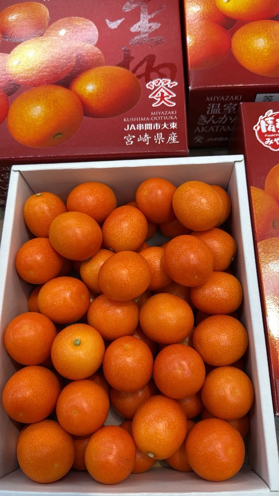 日本 宮崎縣赤金柑禮盒