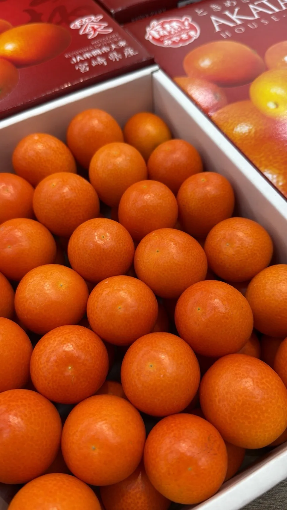 日本 宮崎縣赤金柑禮盒