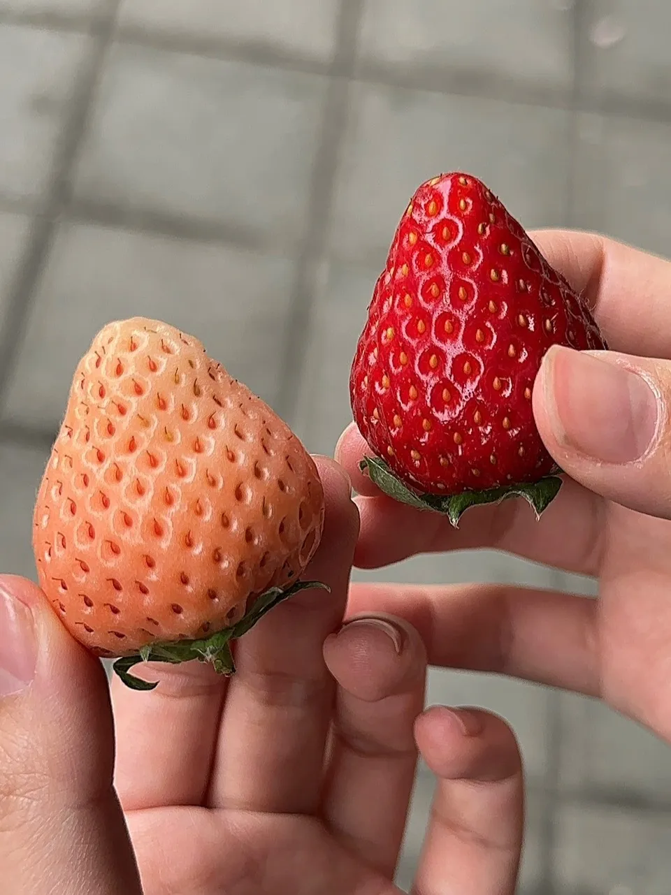 日本 奈良縣雙色草莓(古都華+淡雪)