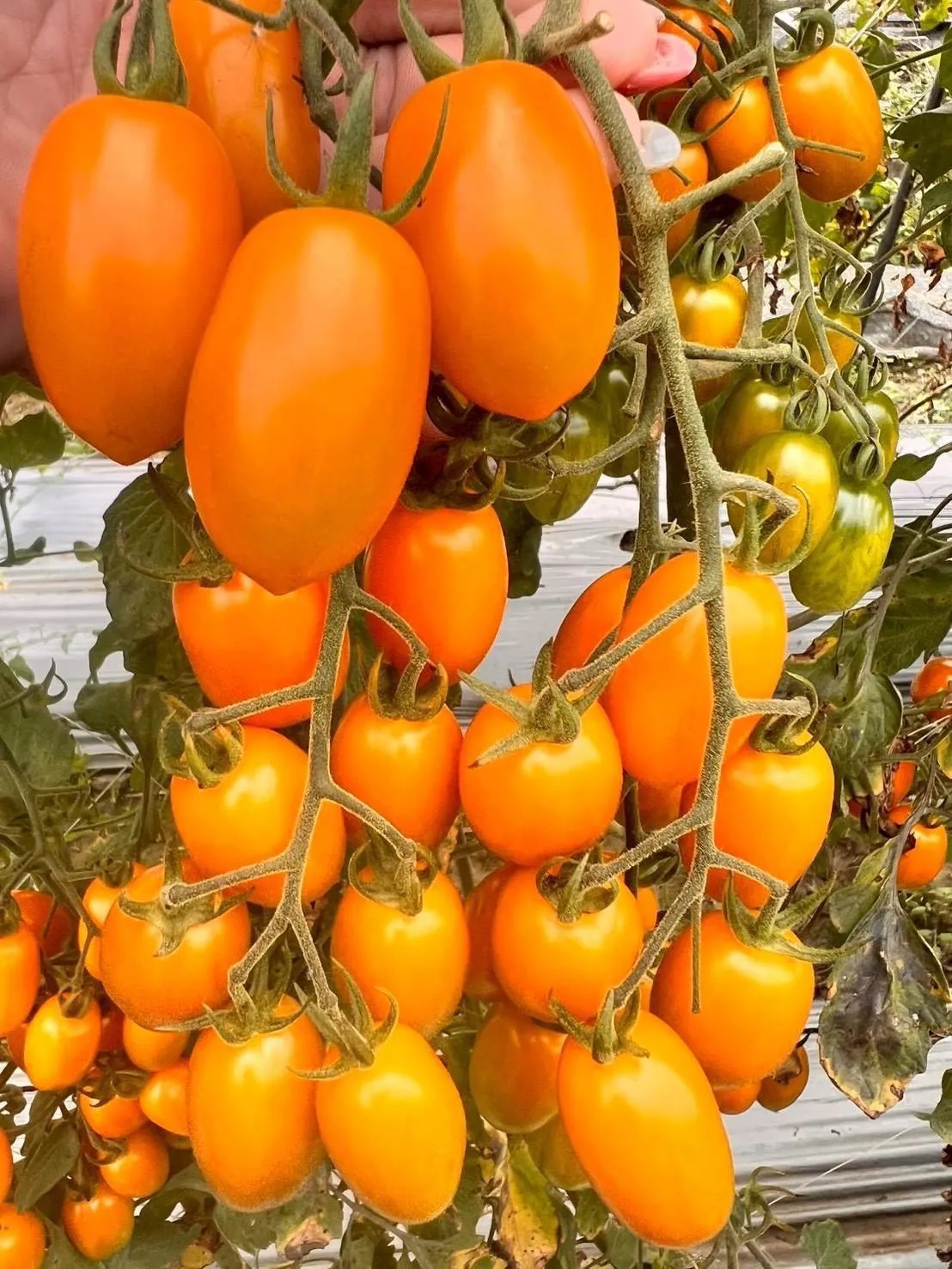 超好吃美濃產 金螢/玉女小蕃茄