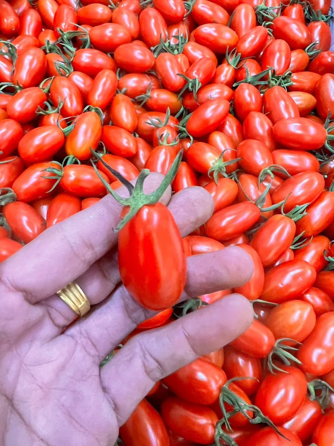 超好吃美濃產 金螢/玉女小蕃茄