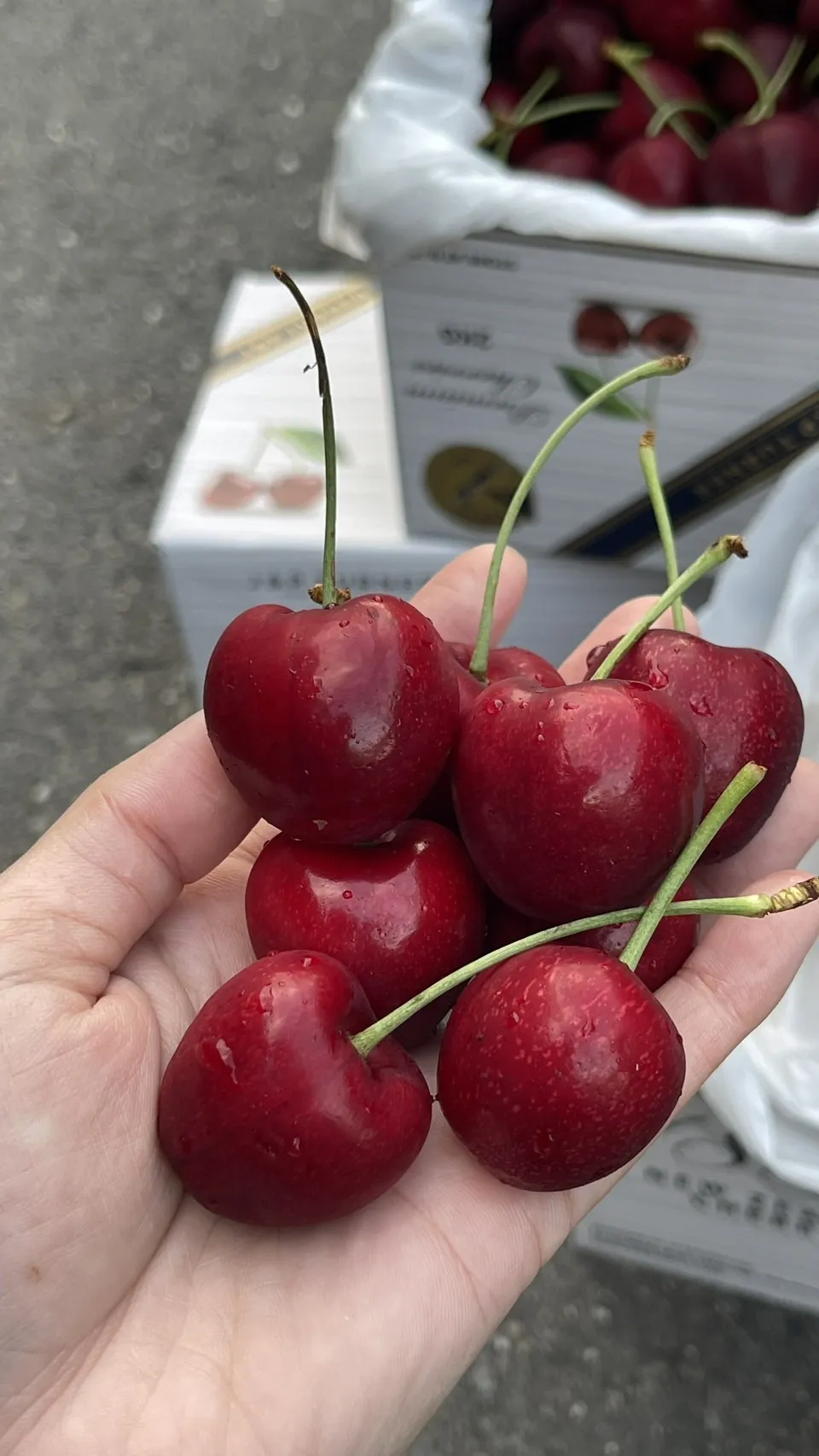 紐西蘭 1885空運櫻桃