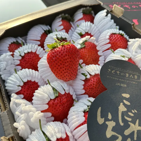 日本菊池黑盒糖蜜草莓