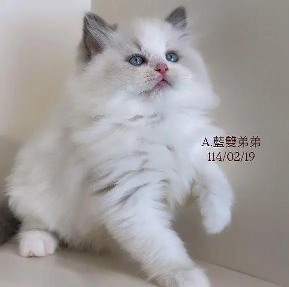 布偶貓/藍雙色男孩