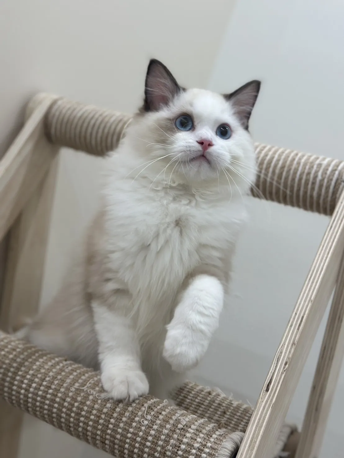 布偶貓/海豹雙色男孩