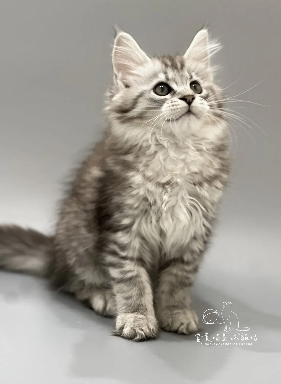 緬因貓/銀虎斑女孩