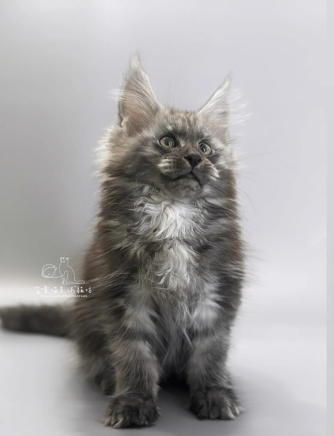 緬因貓/銀煙燻男孩