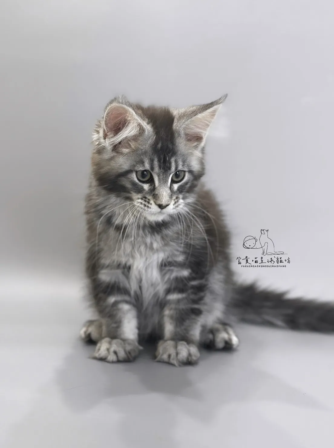 緬因貓/銀虎斑女孩