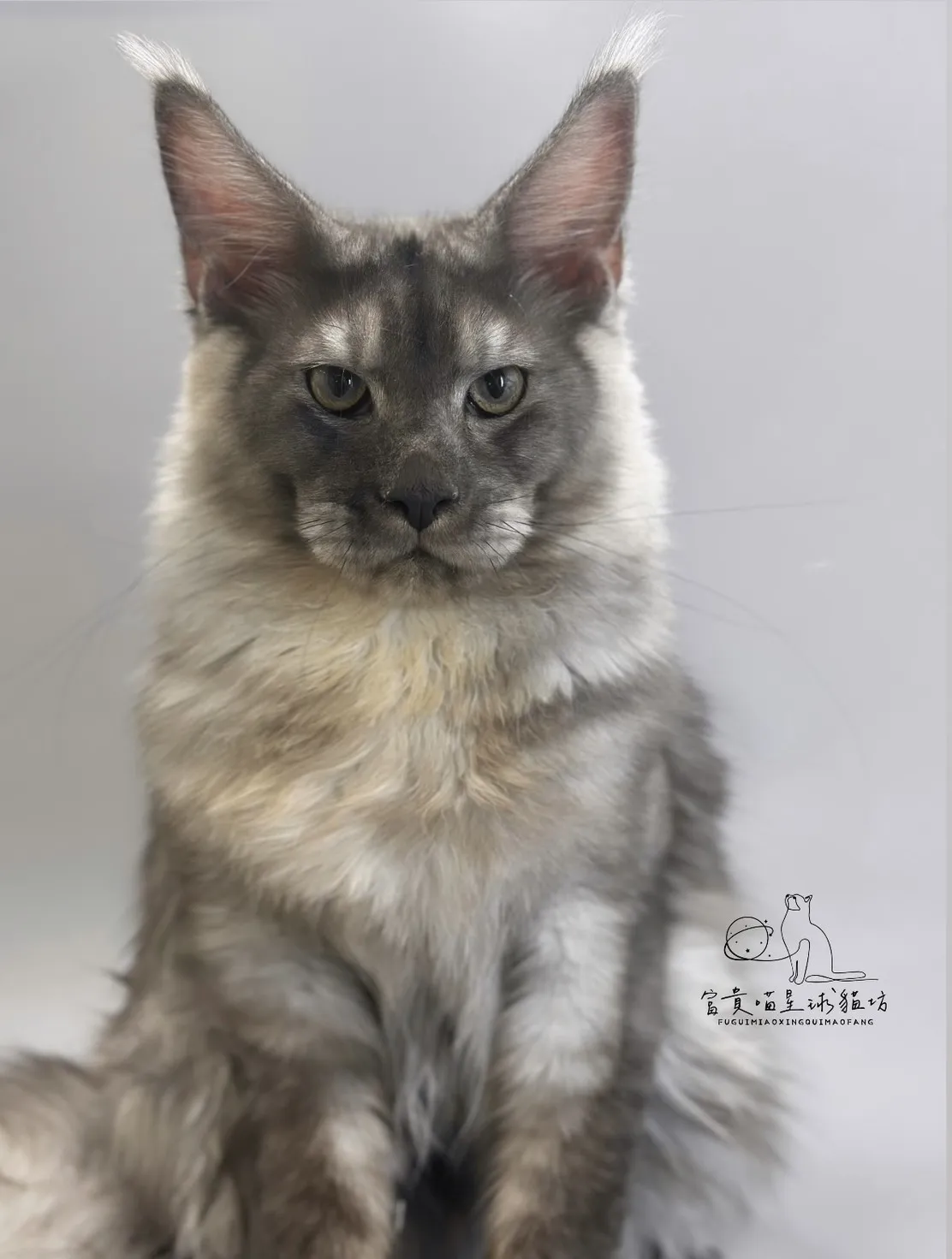 緬因貓/銀煙燻男孩