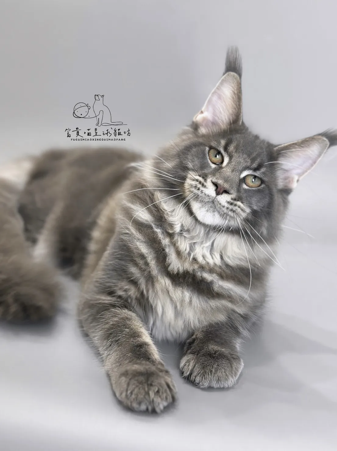 緬因貓/藍虎斑男孩