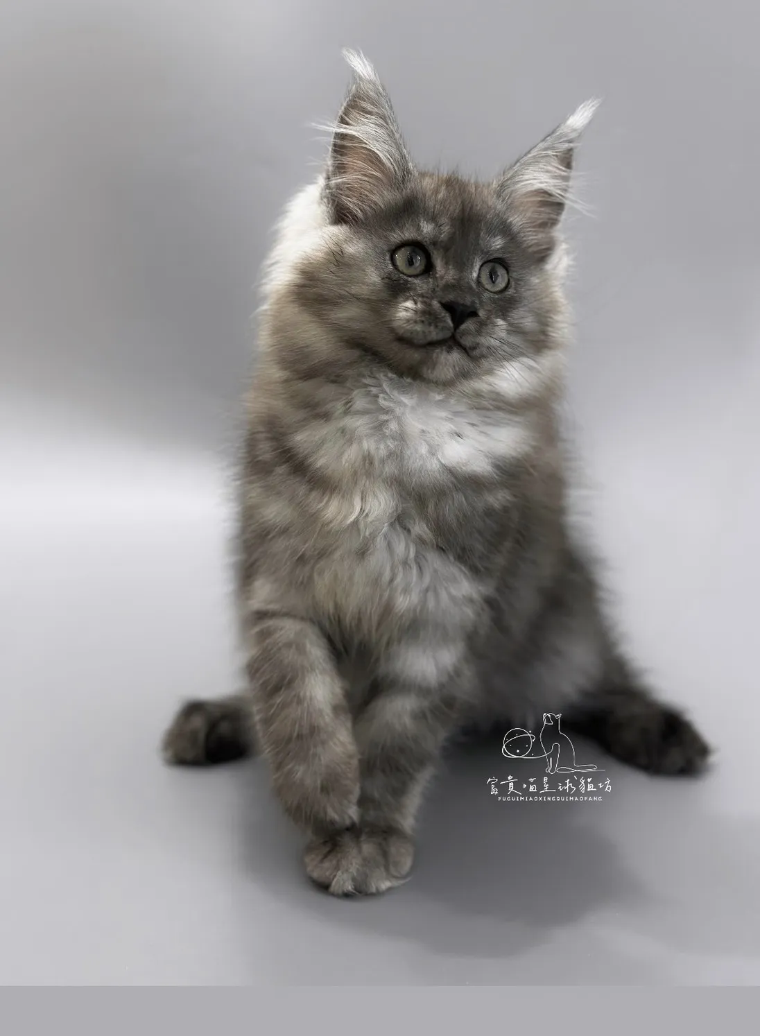 緬因貓/黑銀虎斑女孩