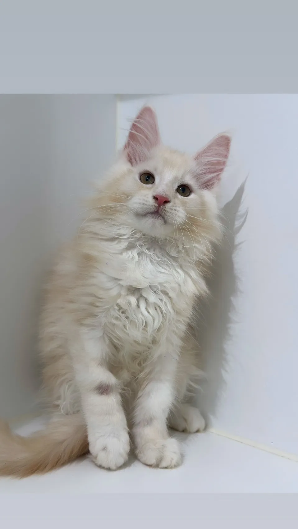 緬因貓/凱米爾男孩