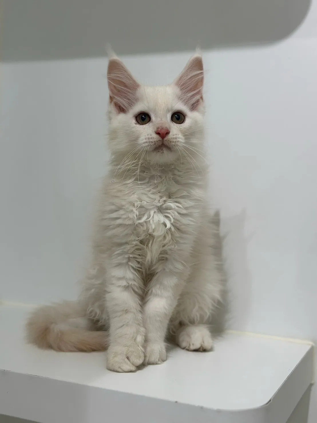 緬因貓/凱米爾男孩