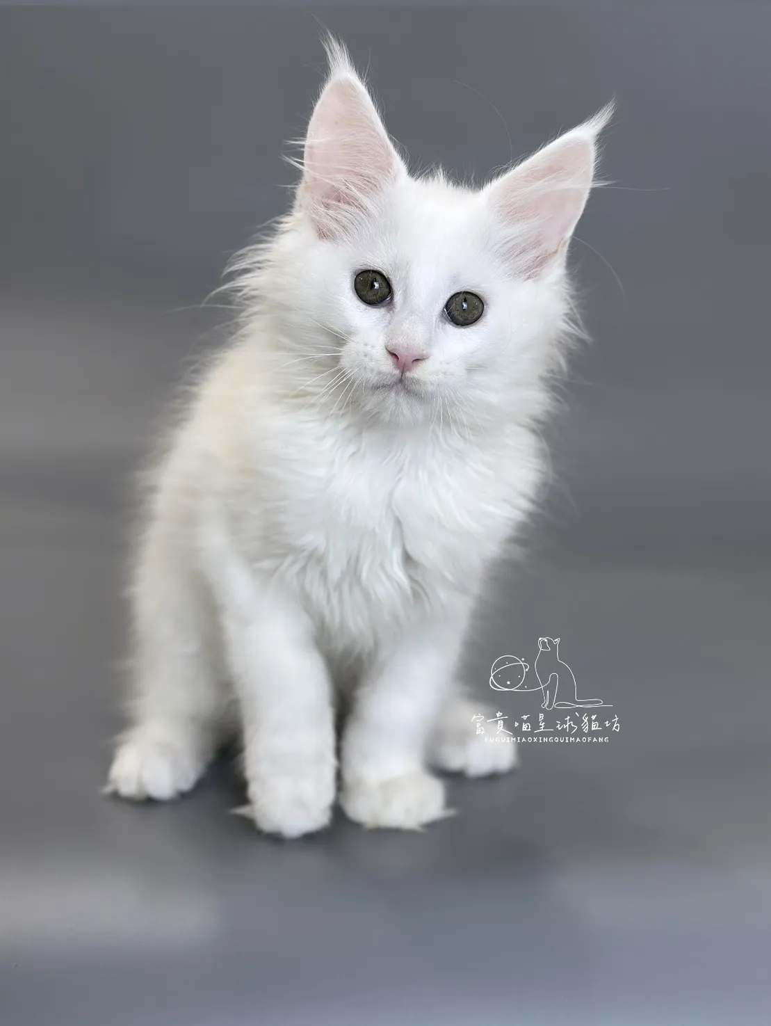 緬因貓/白色緬因女孩