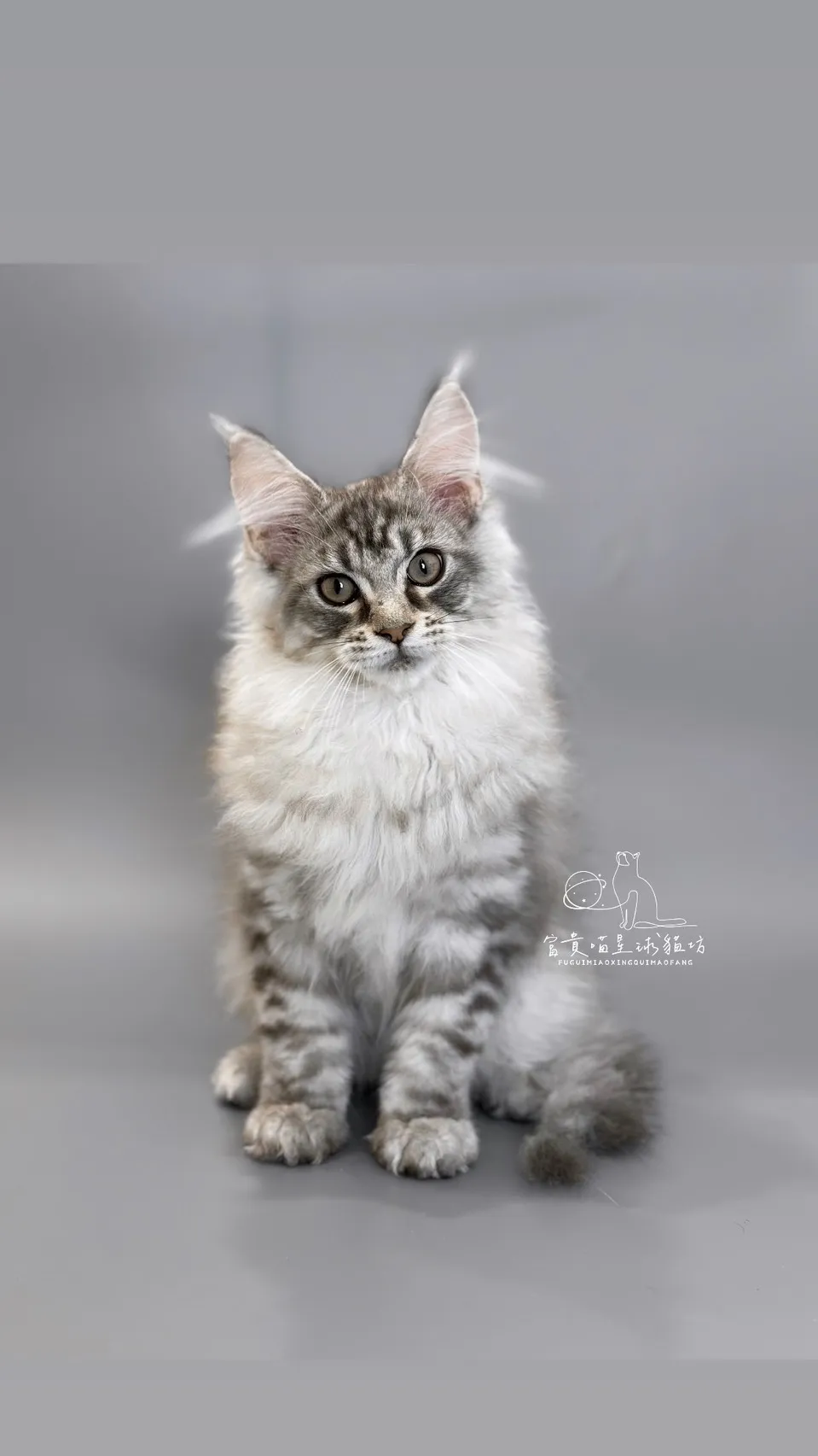 緬因貓/銀虎斑男孩