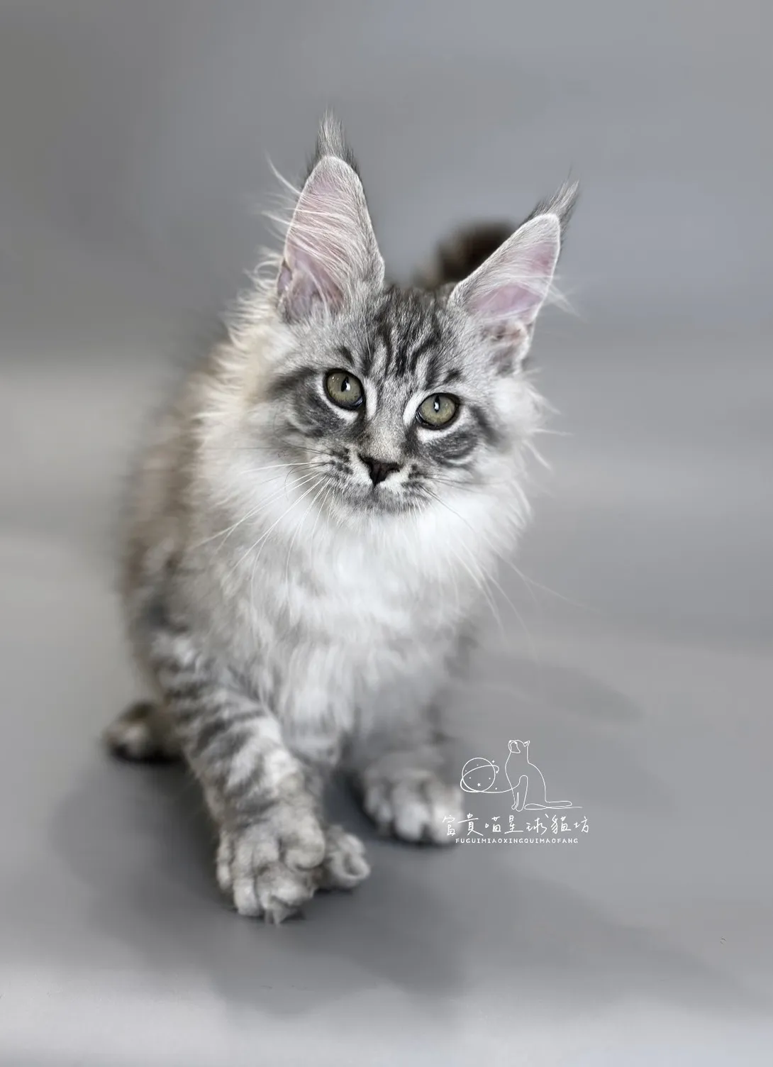 緬因貓/銀虎斑女孩