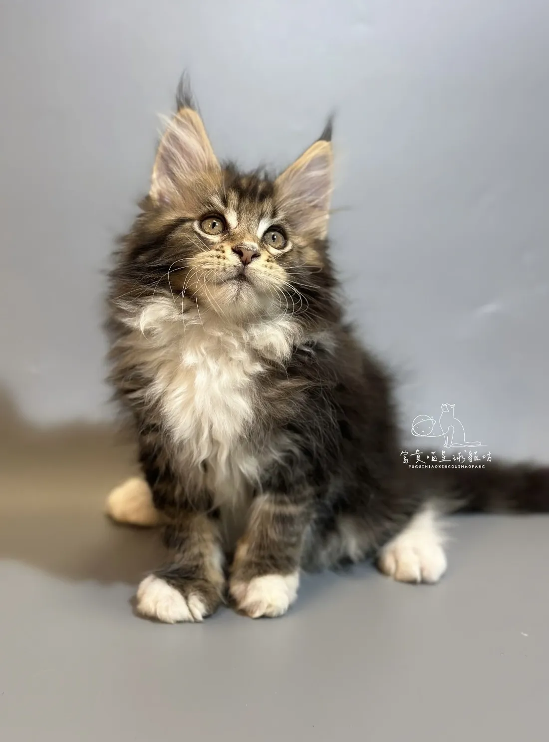 緬因貓/棕虎斑白襪男孩