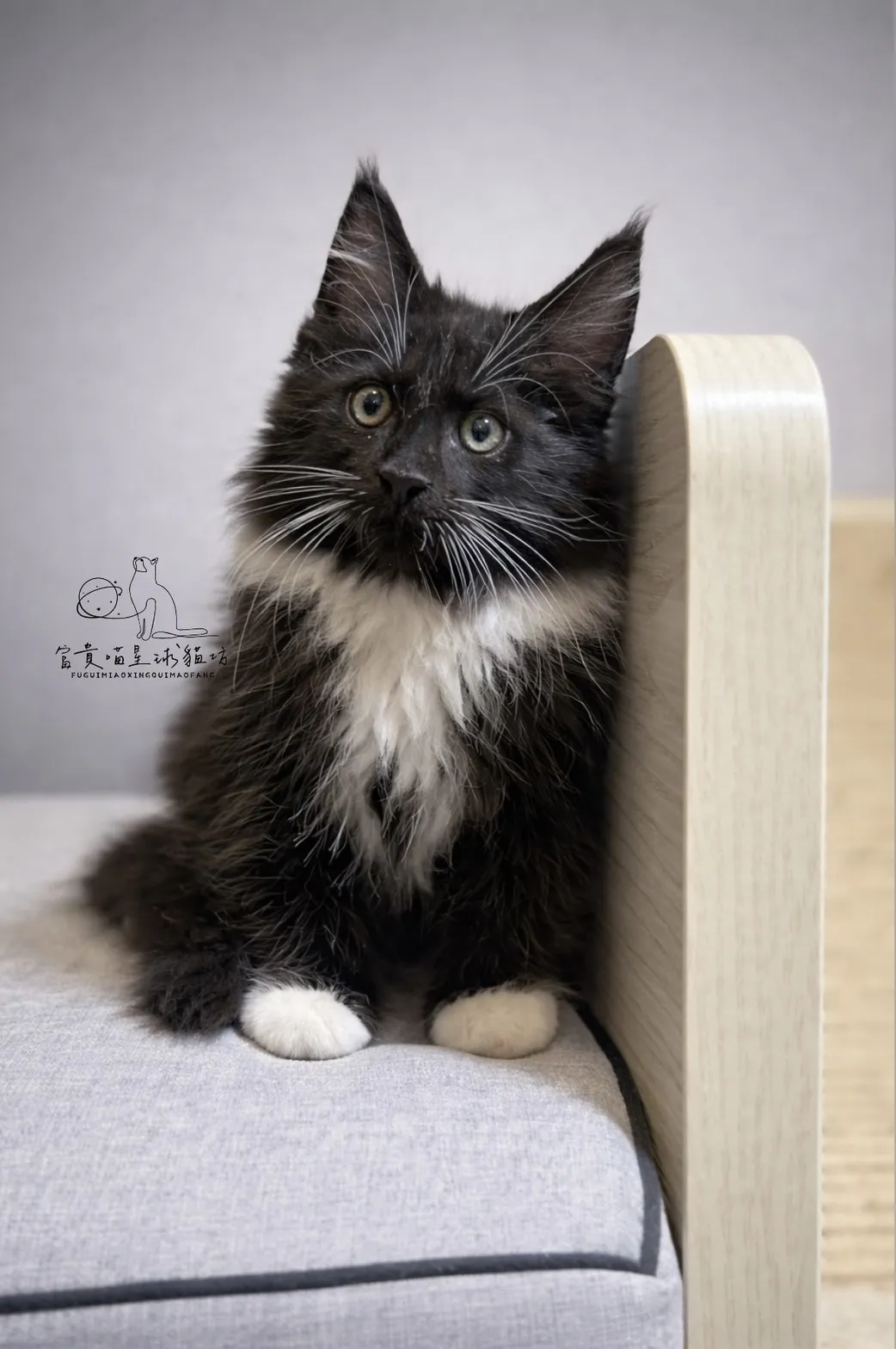 緬因貓/白領白襪男孩