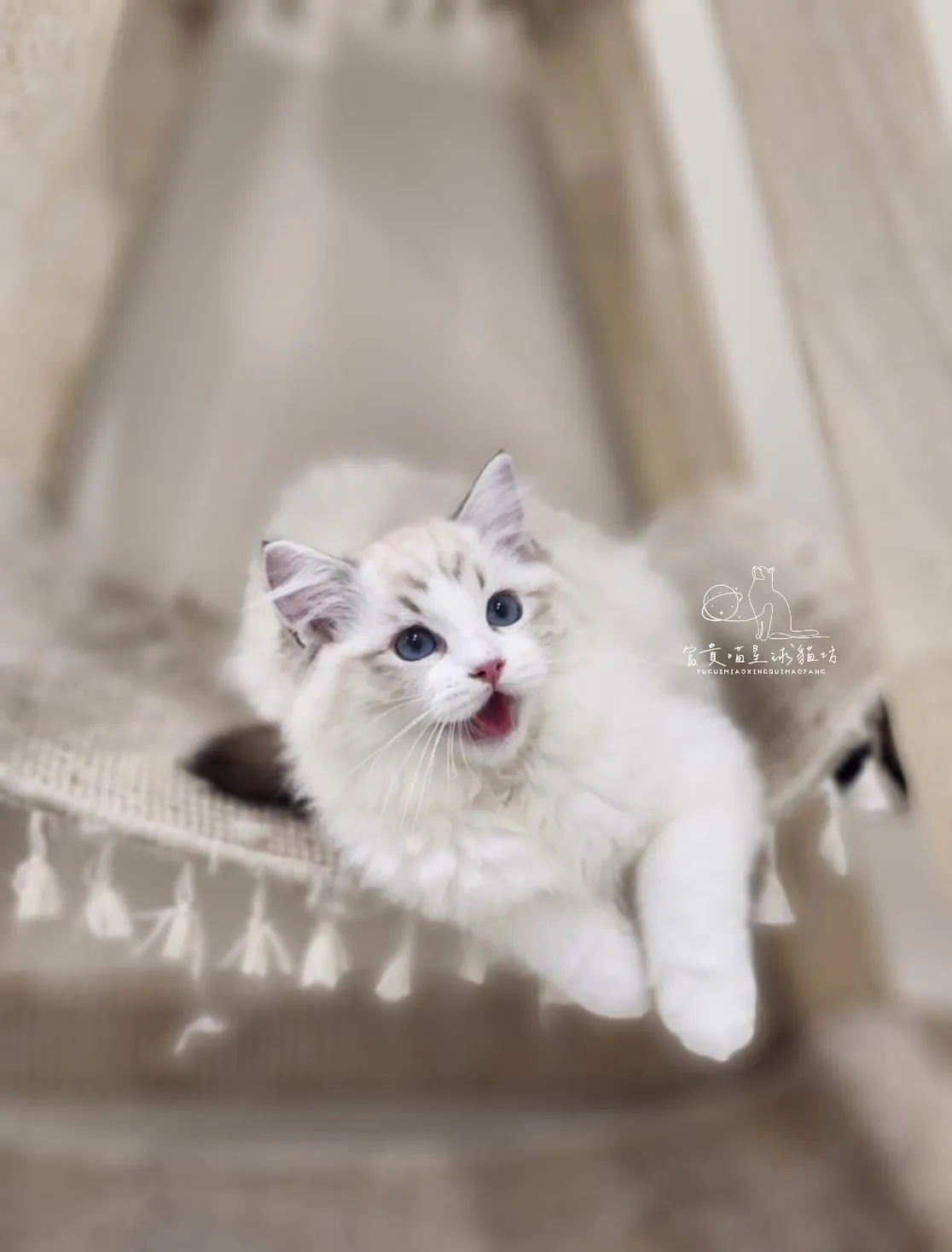 布偶貓/海豹山貓雙女孩