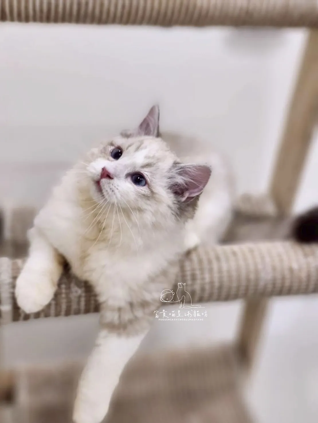 布偶貓/海豹山貓雙男孩