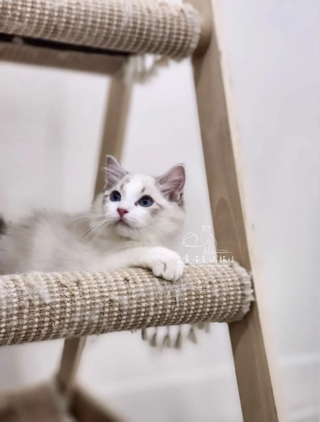 布偶貓/海豹山貓雙男孩