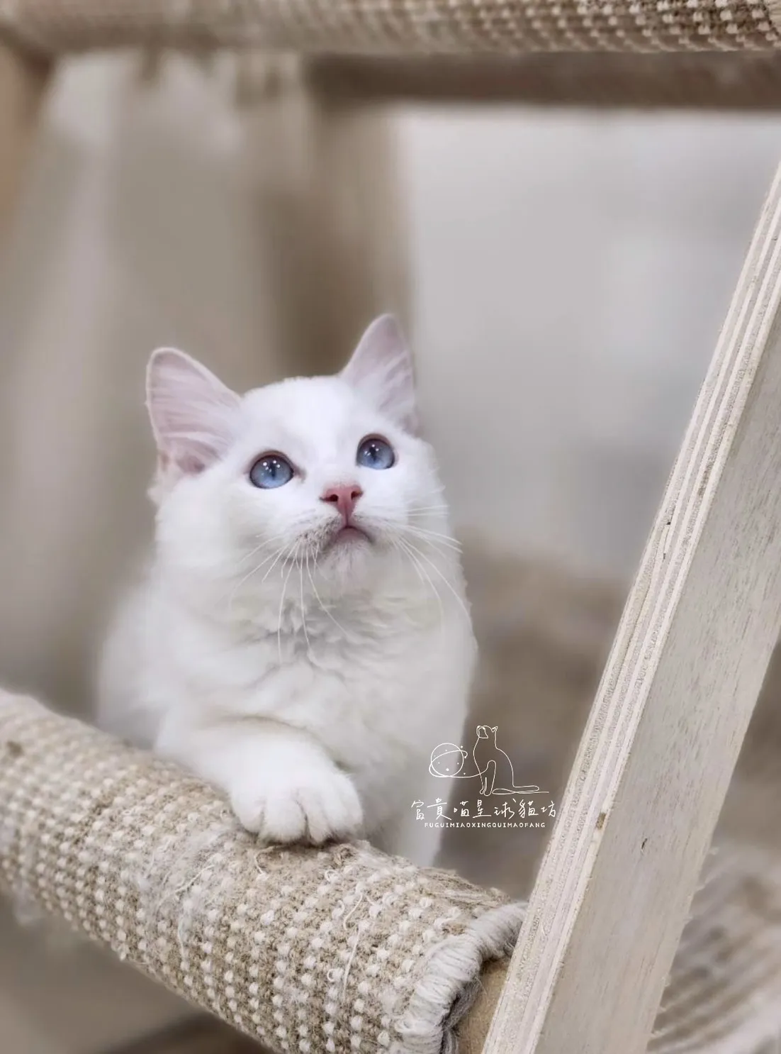 布偶貓/藍雙色男孩