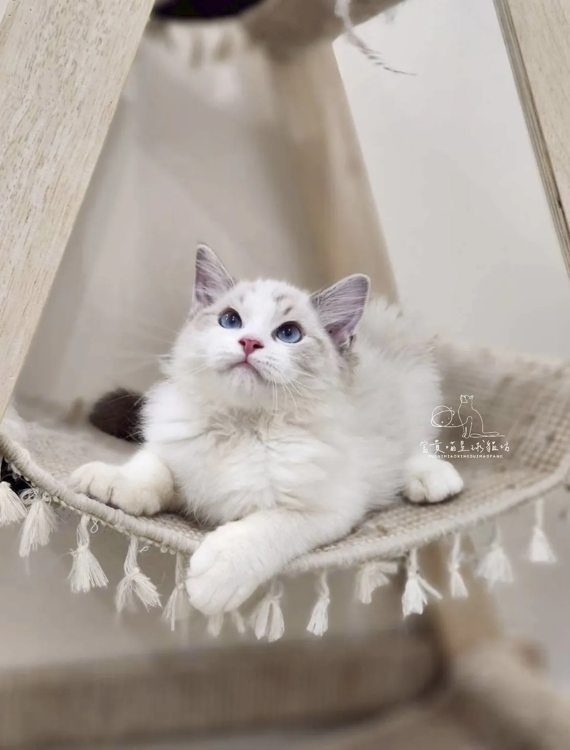 布偶貓/海豹山貓雙男孩