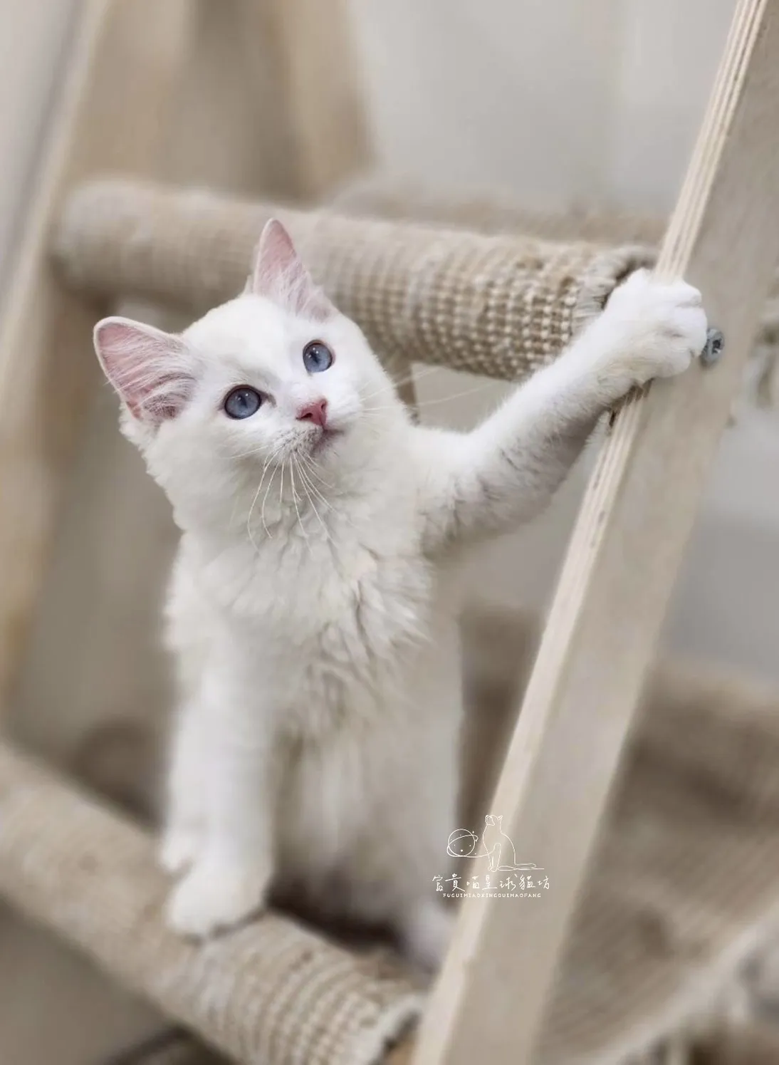 布偶貓/藍雙色男孩