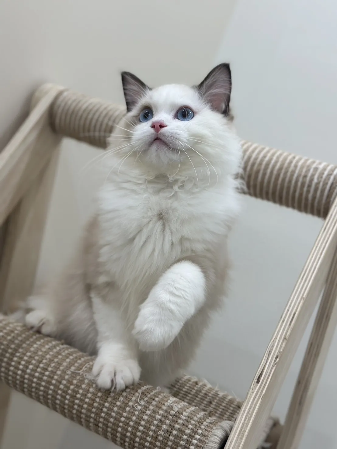 布偶貓/海豹雙色男孩