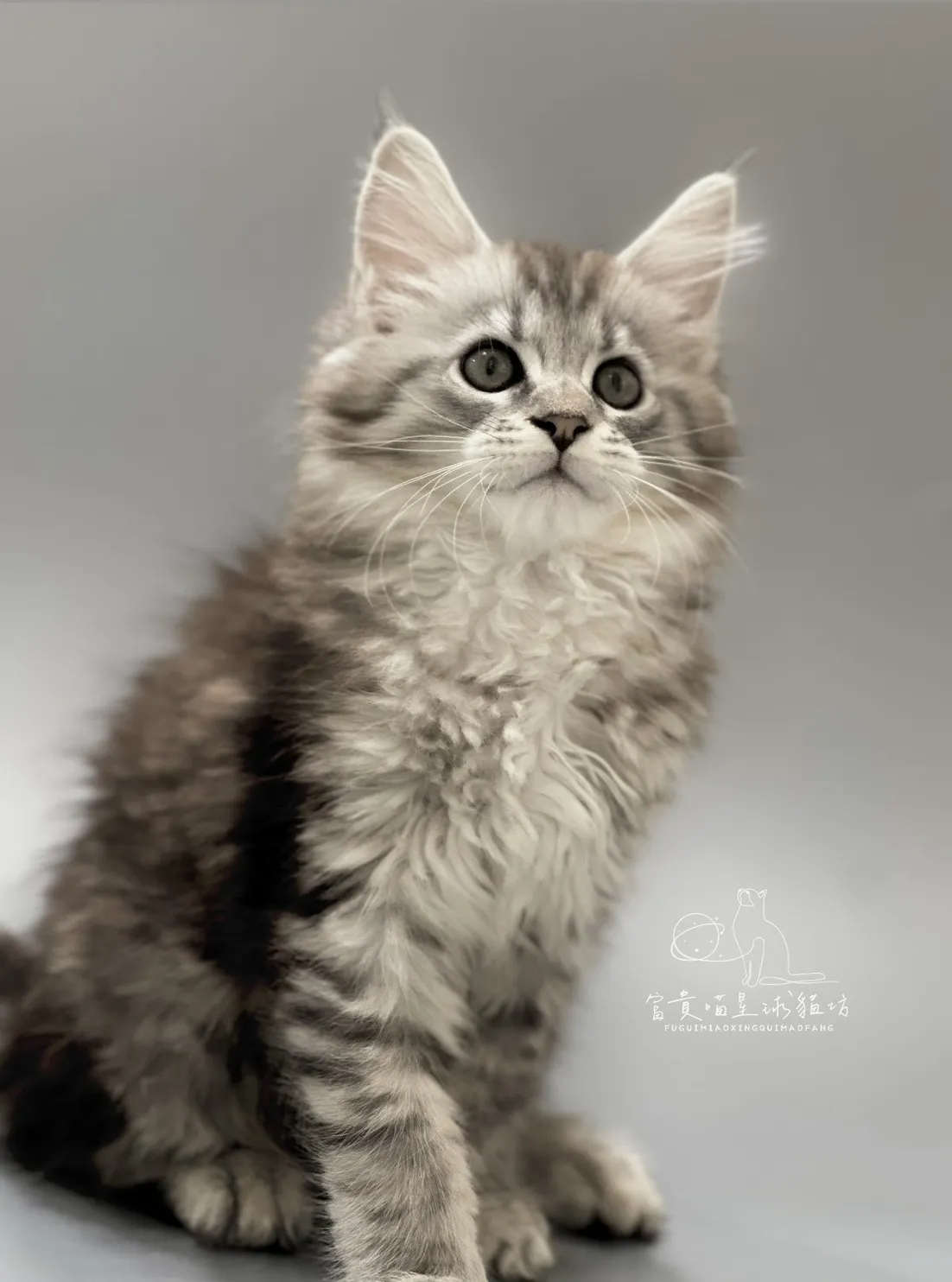 緬因貓/銀虎斑女孩