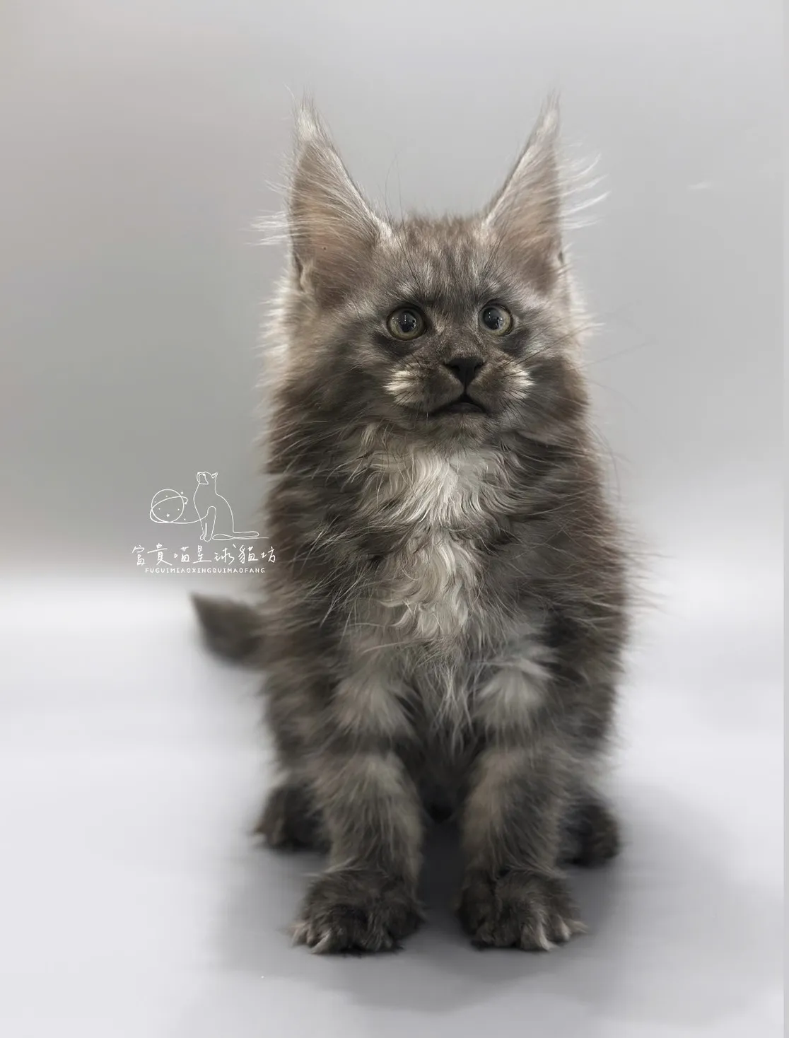 緬因貓/銀煙燻男孩