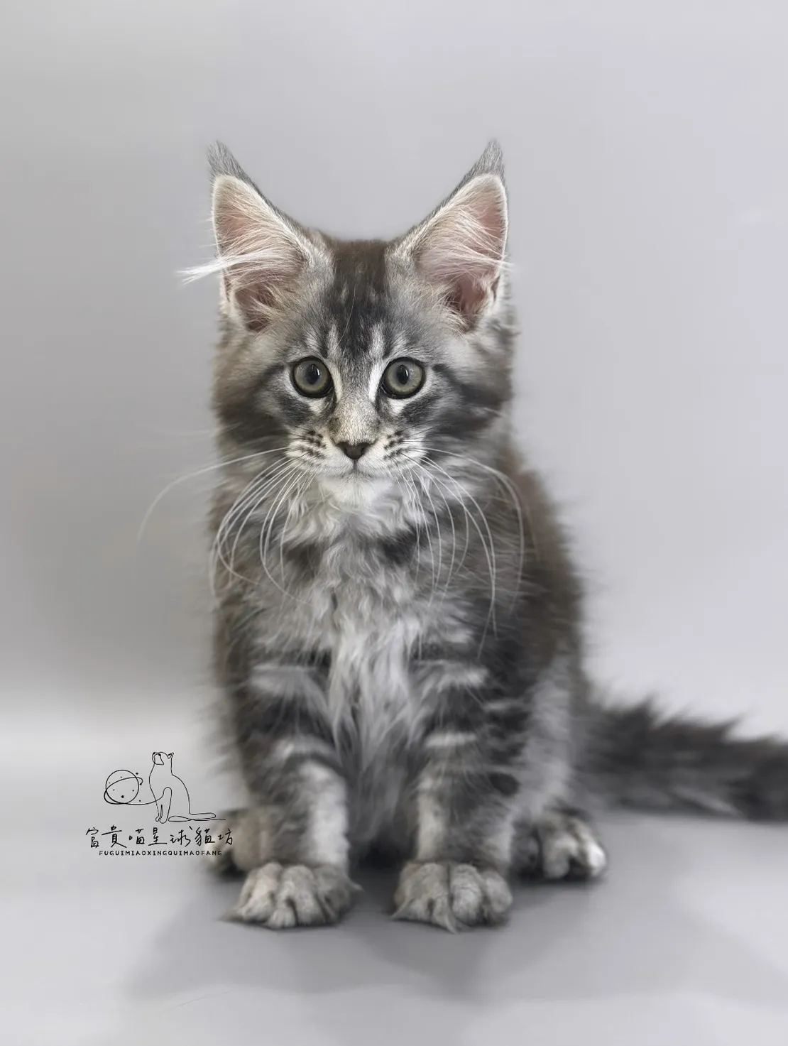 緬因貓/銀虎斑女孩